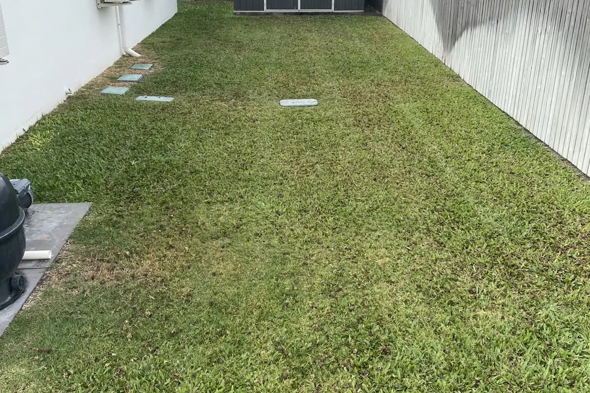 The same Townsville lawn after 6Foot worked on it — thick and green